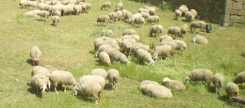 Aprovechamiento de pastos en terrenos municipales.