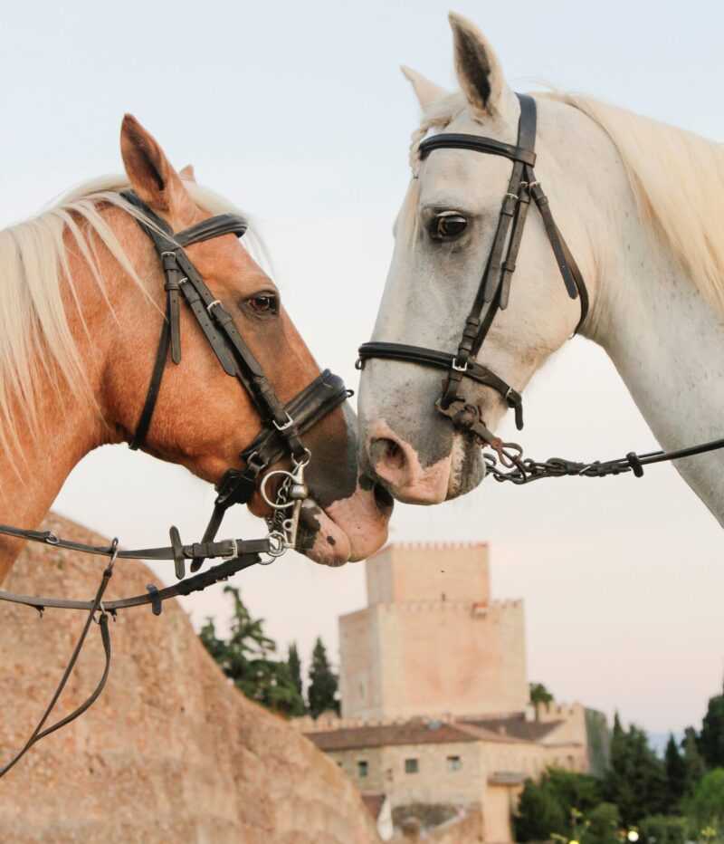 Feria del Caballo 2021
