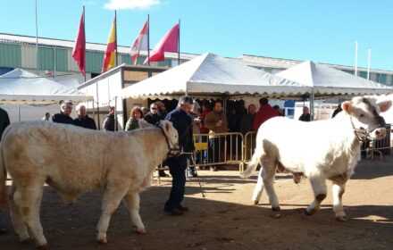 Feria de San Andrés 2021. Licitación de barra de bar