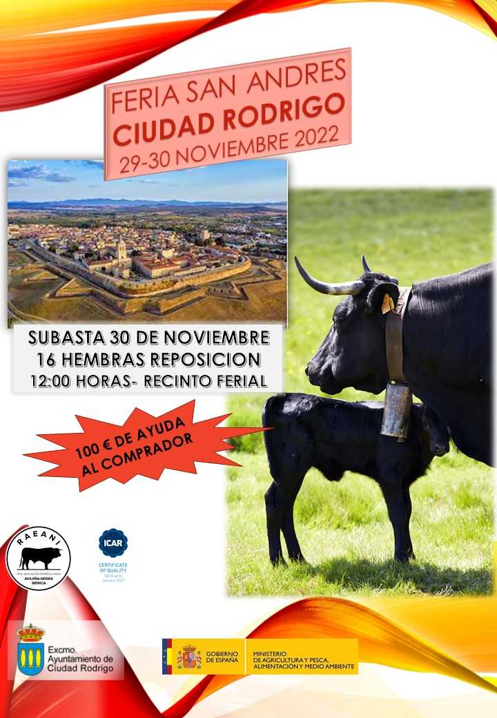 Subasta de ganado de Raza Avileña Negra Ibérica. Feria de San Andres,.
